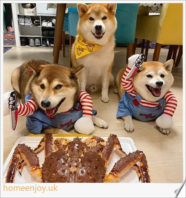 Adorable pet dog and cat wearing soft, plush Halloween costumes in various sizes
