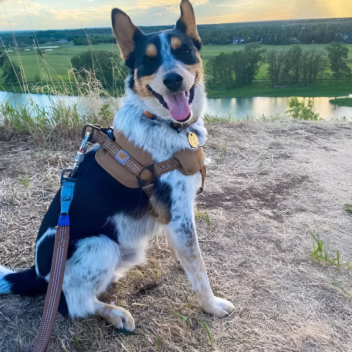 Dog chest strap training belt with reflective hand holding rope in sports-style design