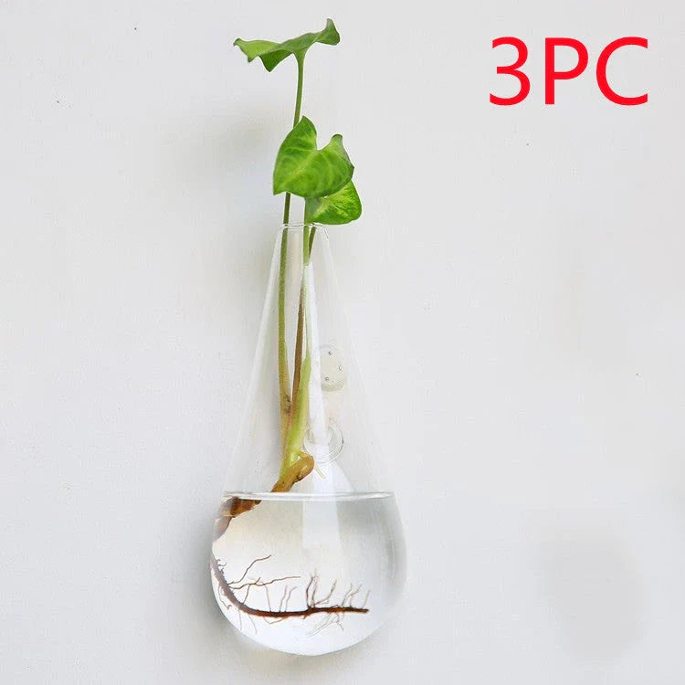 Wall-mounted glass flower vase and terrarium with various design options for customization and decoration