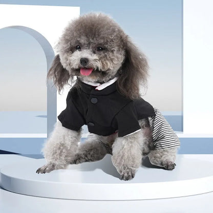 Poodle wearing thin cotton dog clothes, available in skirt or four-foot pants styles.
