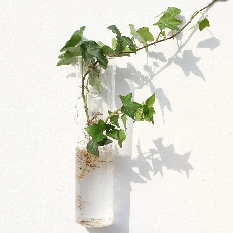 Wall-mounted glass flower vase and terrarium with various design options for customization and decoration