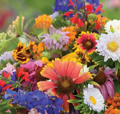 Packet of mixed wildflower seeds containing Purpleflower Holly Leaf, available in 1000, 5000, or 10000 seed counts.