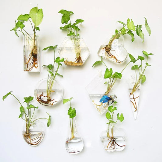 Wall-mounted glass flower vase and terrarium with various design options for customization and decoration