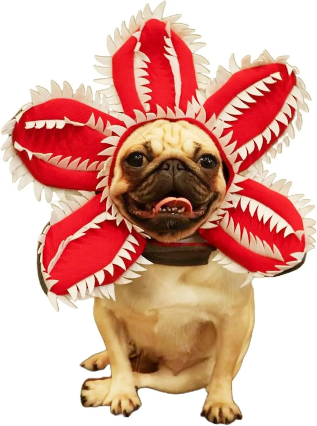 Medium-sized dog wearing a black demon hat and a colourful flower headband Halloween costume.