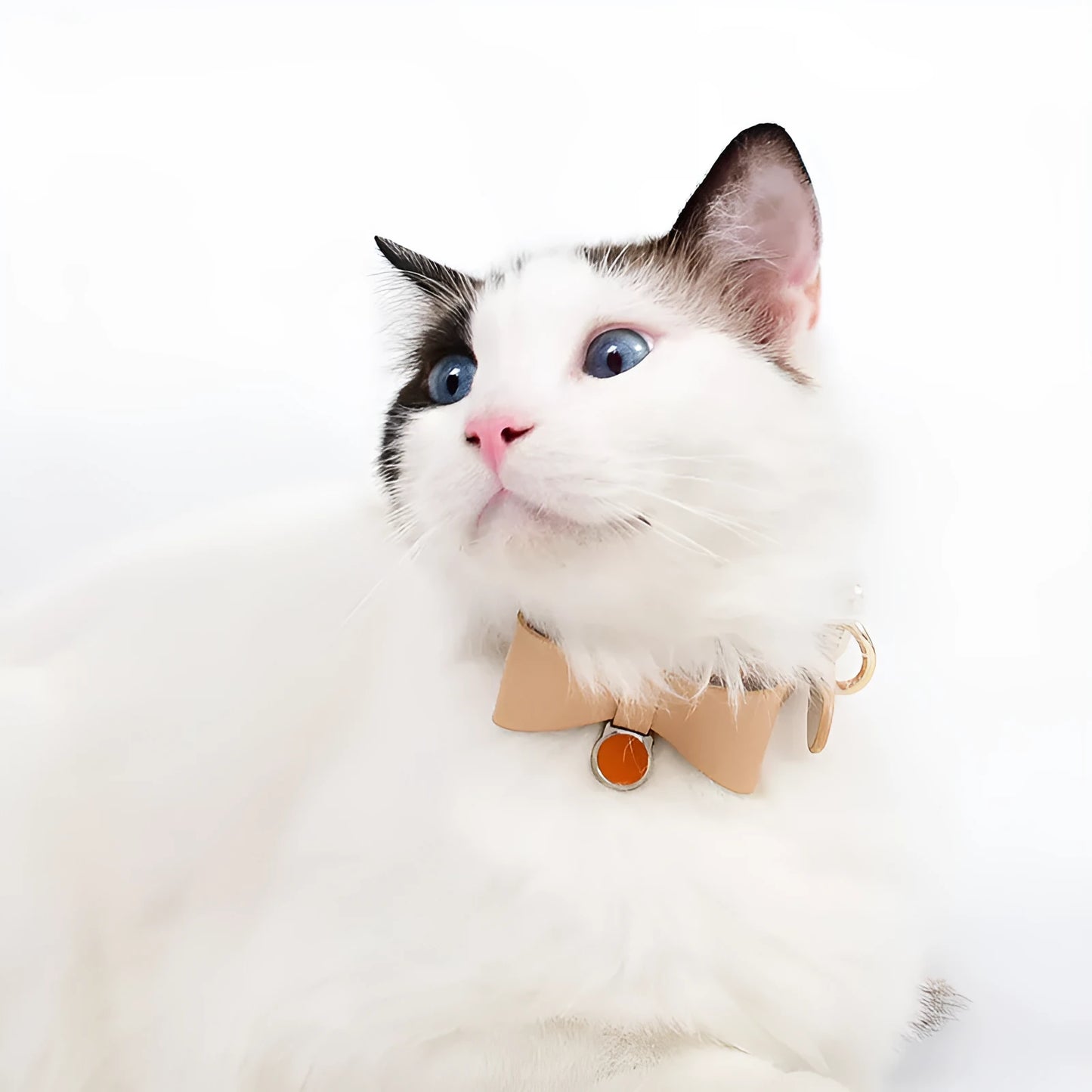 Brown leather cat collar shown on a white background.