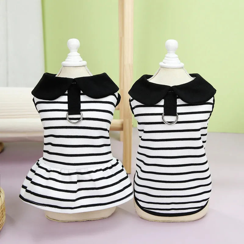 Pet wearing striped skirt and matching T-shirt summer outfit in casual cotton clothing