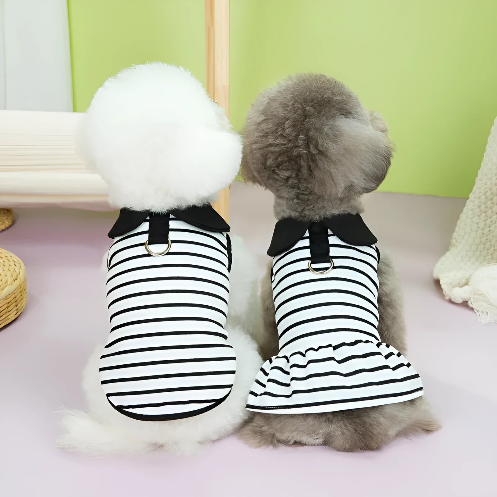 Pet wearing striped skirt and matching T-shirt summer outfit in casual cotton clothing