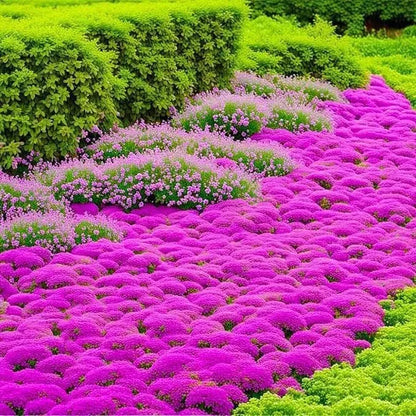 Packet of 500 thyme seeds for cooking and gardening with blue, purple and white variety options