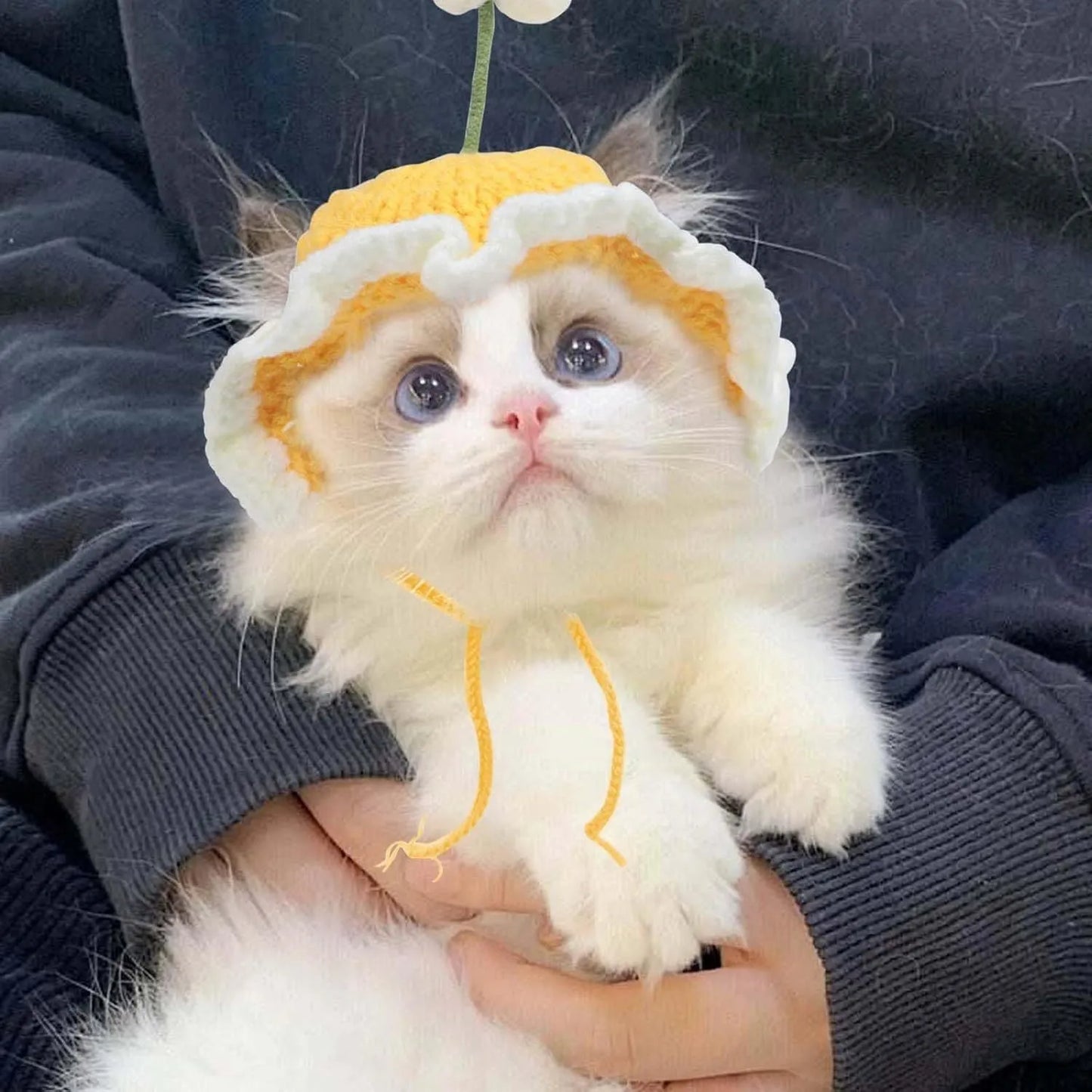 Green knitted cat hat with cartoon face on a kitten, showing S/M sizing for small pets.