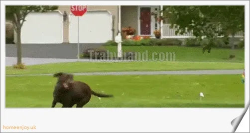 2 In 1 Safe Wireless Dog Fence - Versatile and secure pet containment system for indoor and outdoor use