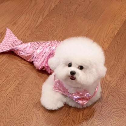 Blue pet mermaid costume with fish tail on a small cat, showing elastic chest strap and decorative bow.