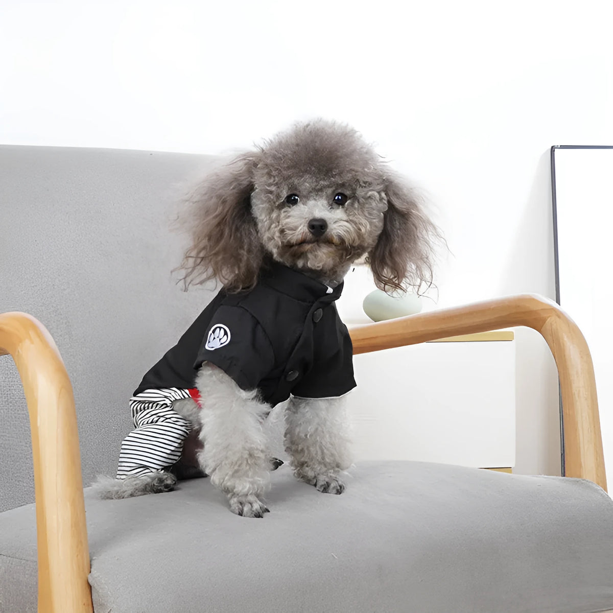Poodle wearing thin cotton dog clothes, available in skirt or four-foot pants styles.