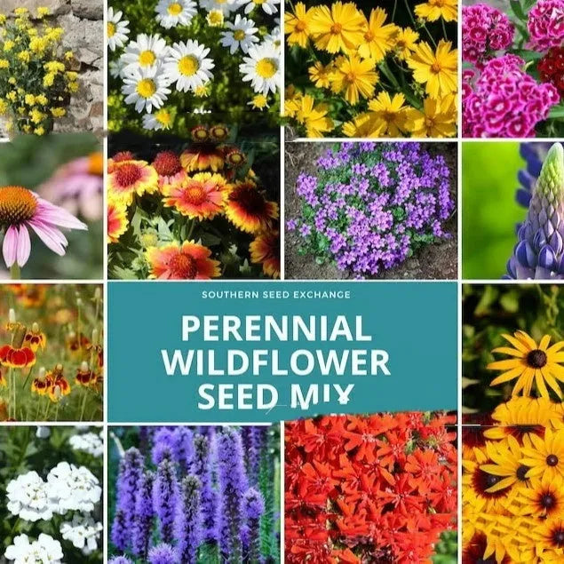 Packet of mixed wildflower seeds containing Purpleflower Holly Leaf, available in 1000, 5000, or 10000 seed counts.