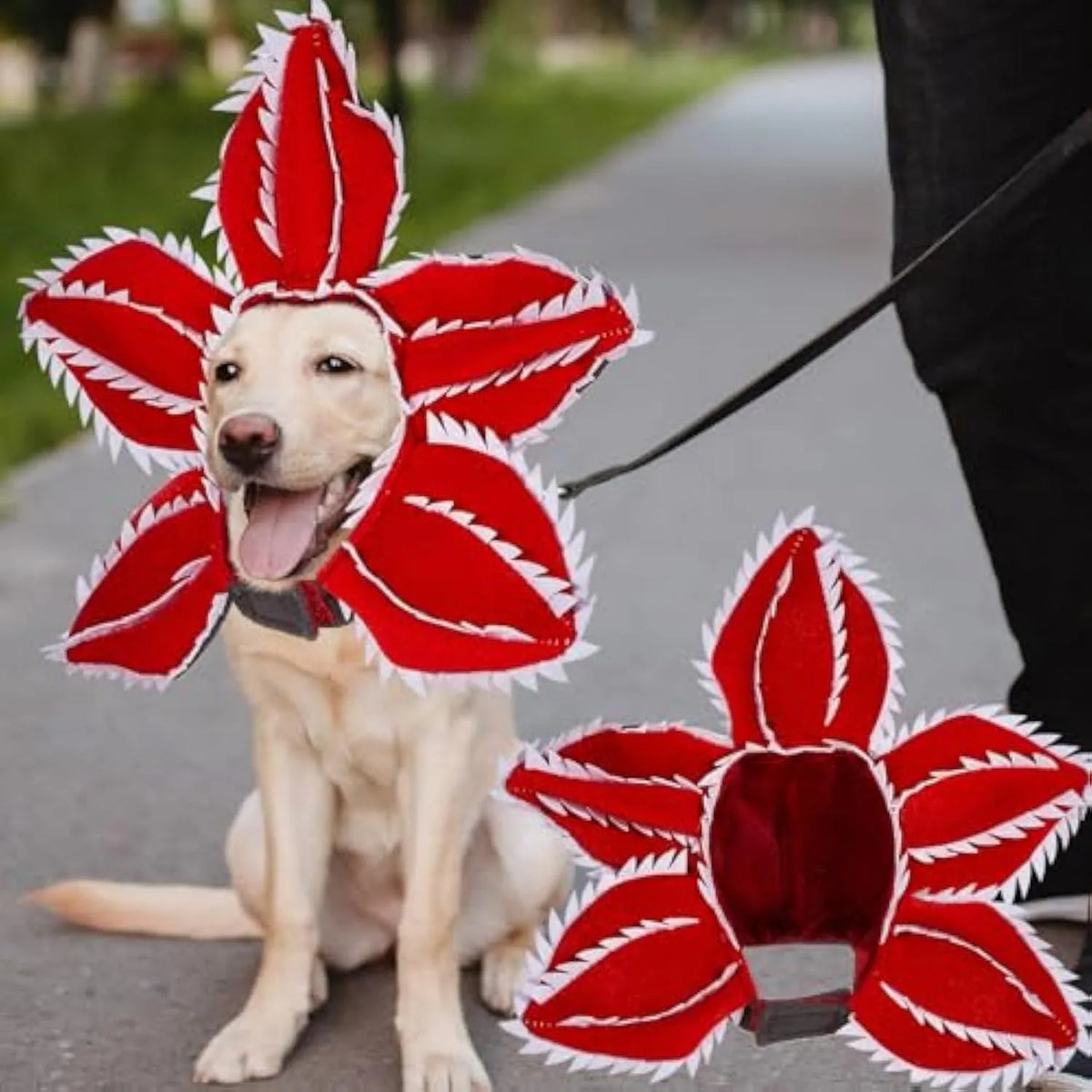Medium-sized dog wearing a black demon hat and a colourful flower headband Halloween costume.