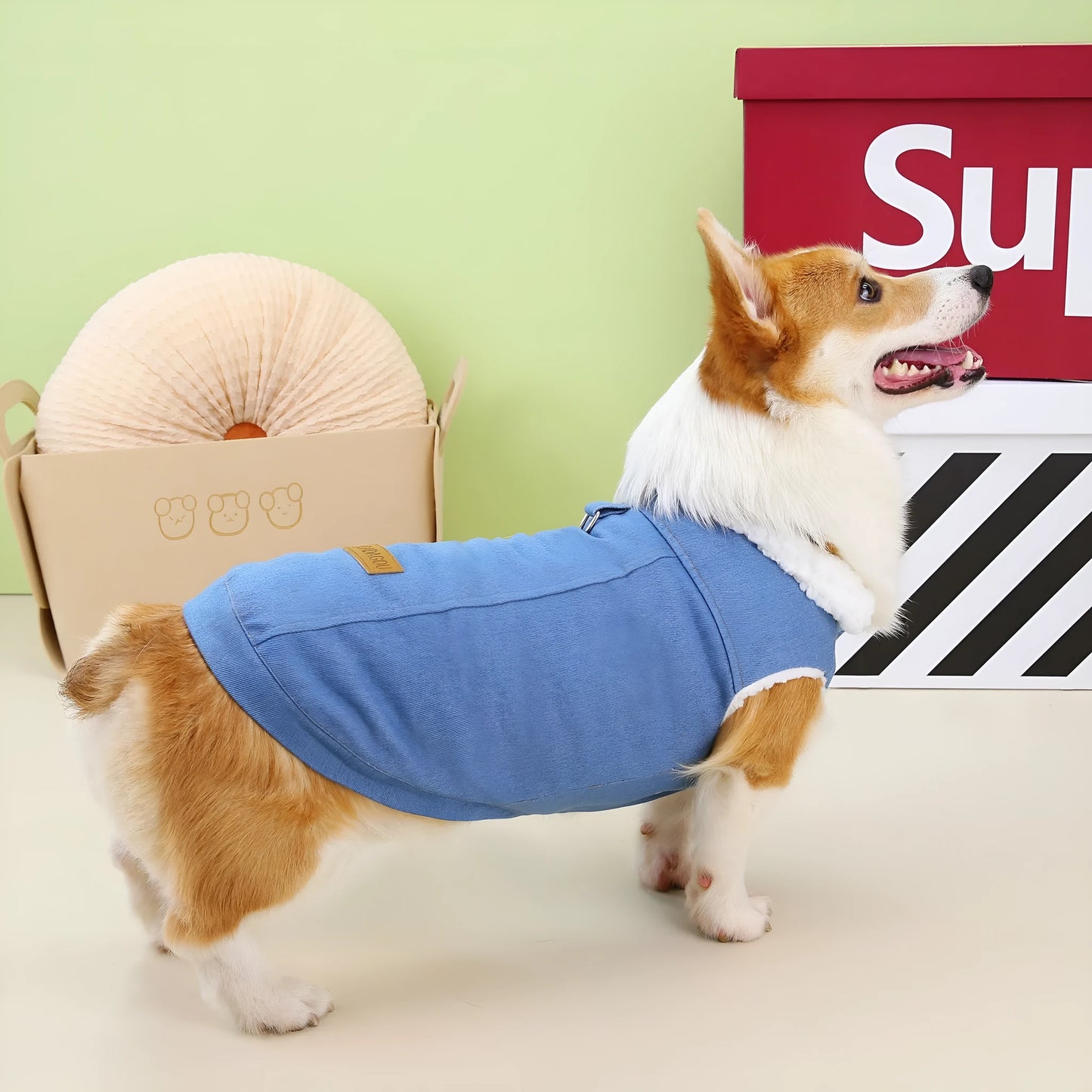 Corgi wearing dark blue denim-style cotton dog coat showing breed-specific sizing and cotton construction