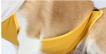 Dog wearing a yellow waterproof raincoat with a transparent brim and bellyband