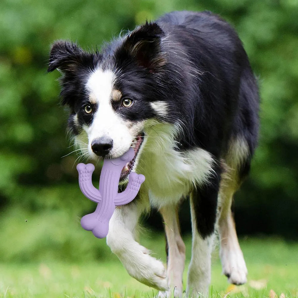 Beige, blue or purple cactus-shaped dog chew toy made from bamboo fibre and rubber on a white background.