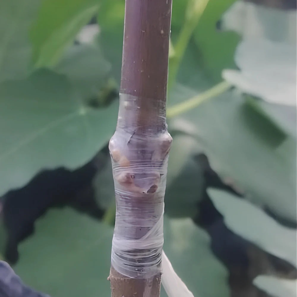 Roll of 2cm x 100m grafting tape for binding fruit tree branches, waterproof polyolefin with wax for secure, breathable seals