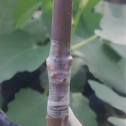 Roll of 2cm x 100m grafting tape for binding fruit tree branches, waterproof polyolefin with wax for secure, breathable seals