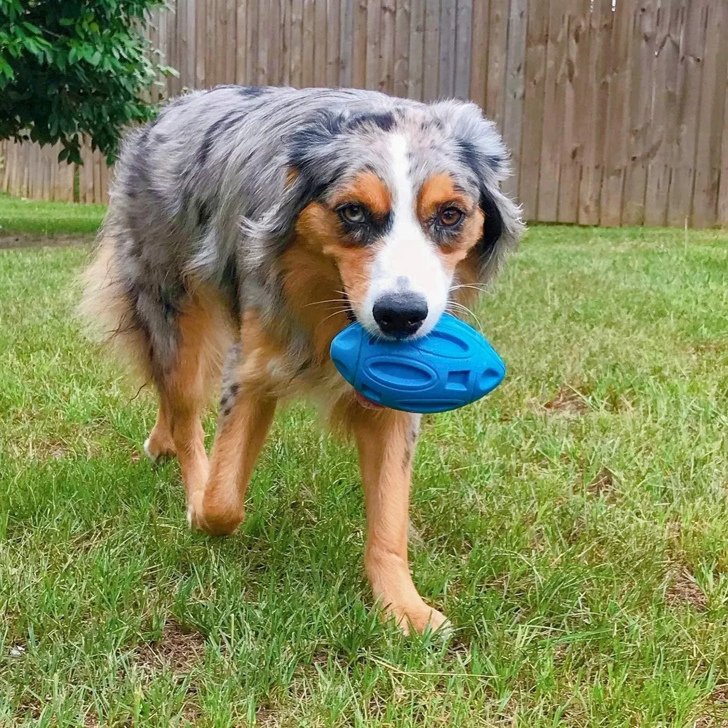 Blue green orange squeaky rubber chew ball dog toy for aggressive chewers