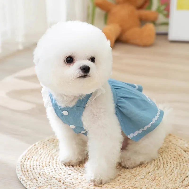 Strawberry print denim-style dog skirt in Bondi Blue colour on a small dog