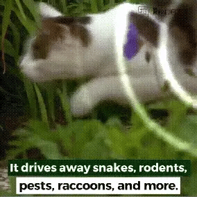 The Advanced Solar Electronic Snake Repeller - A solar-powered device that uses ultrasonic waves to safely repel snakes, moles, and other burrowing pests from your garden