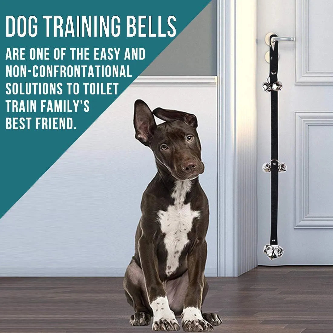 Adjustable-length dog training doorbell with large silver metal bells on a heavy-duty nylon leash