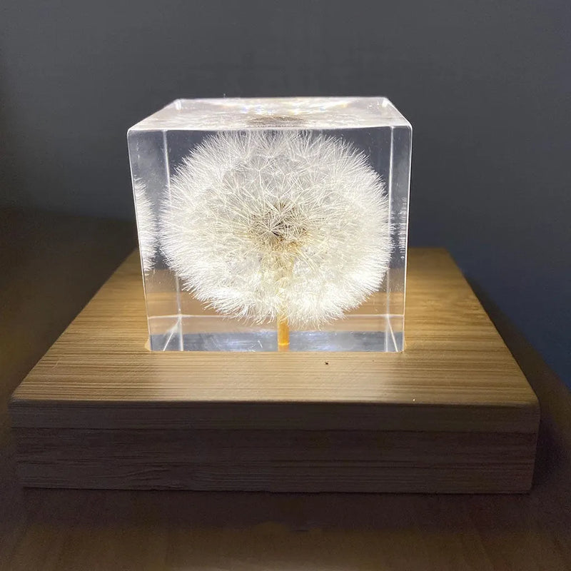 Dandelion specimen cube tabletop decoration with wooden box and USB charging base, featuring a real dried dandelion preserved in resin for creative desktop decor and gifts. Square 5cm design with LED illumination option.