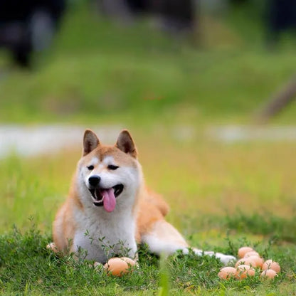 Durable rubber dog chew toy shaped like an egg with sound simulation for puppy teeth cleaning