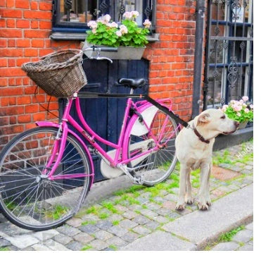 Bicycle walking dog leash with stainless steel rod and black rubber band polyester yarn belt