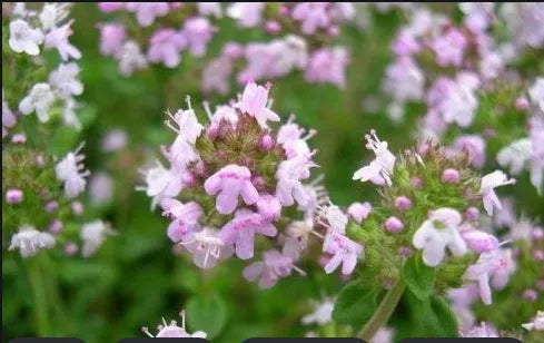 Packet of 500 thyme seeds for cooking and gardening with blue, purple and white variety options