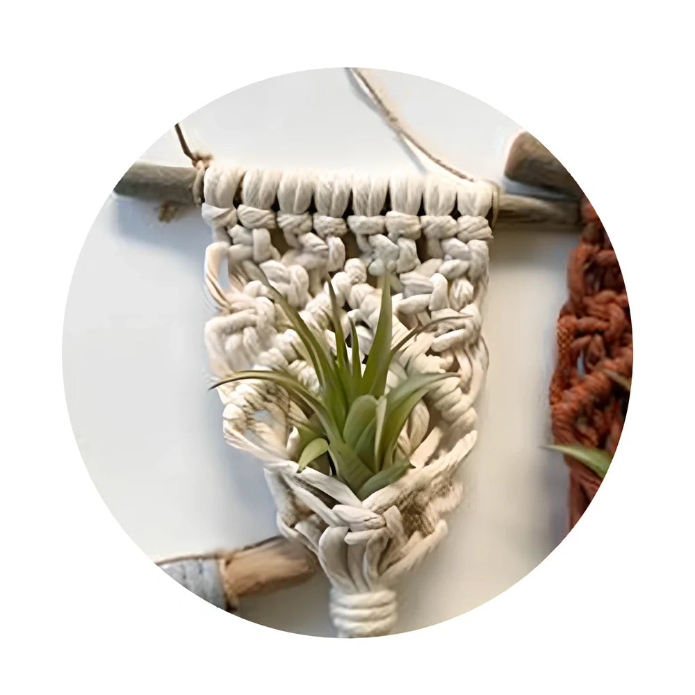 Hand-woven cotton macrame plant hanger with 15cm wooden basket displaying air plant