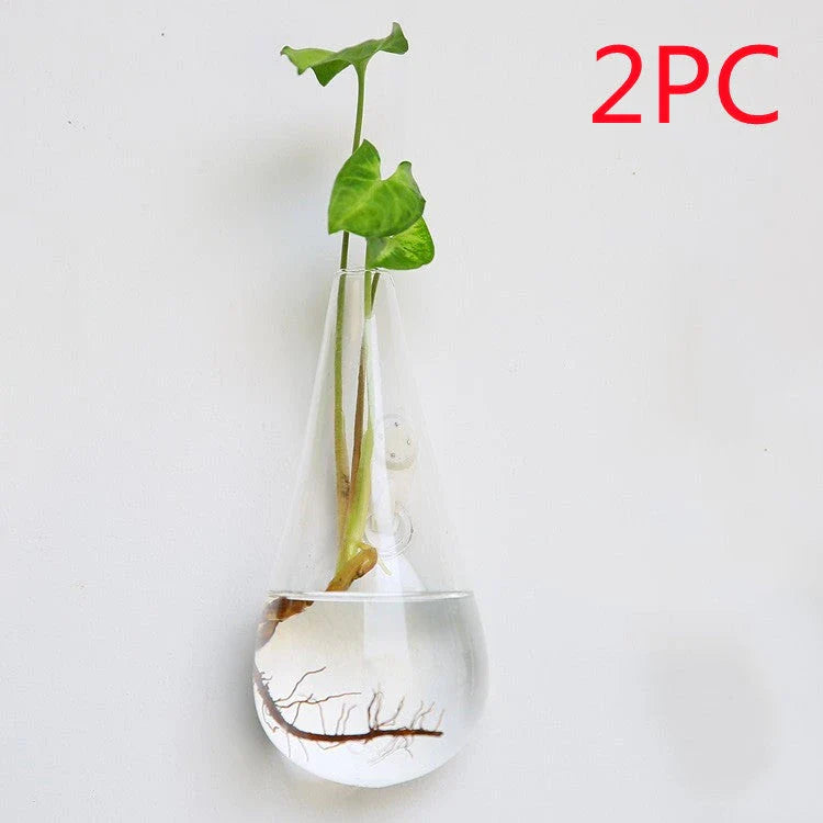 Wall-mounted glass flower vase and terrarium with various design options for customization and decoration