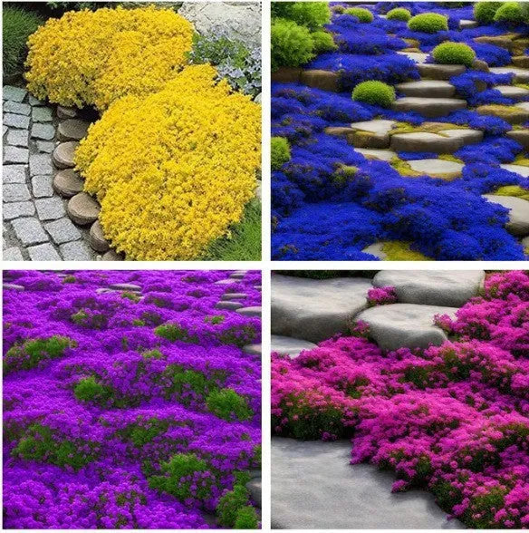 Packet of 500 thyme seeds for cooking and gardening with blue, purple and white variety options