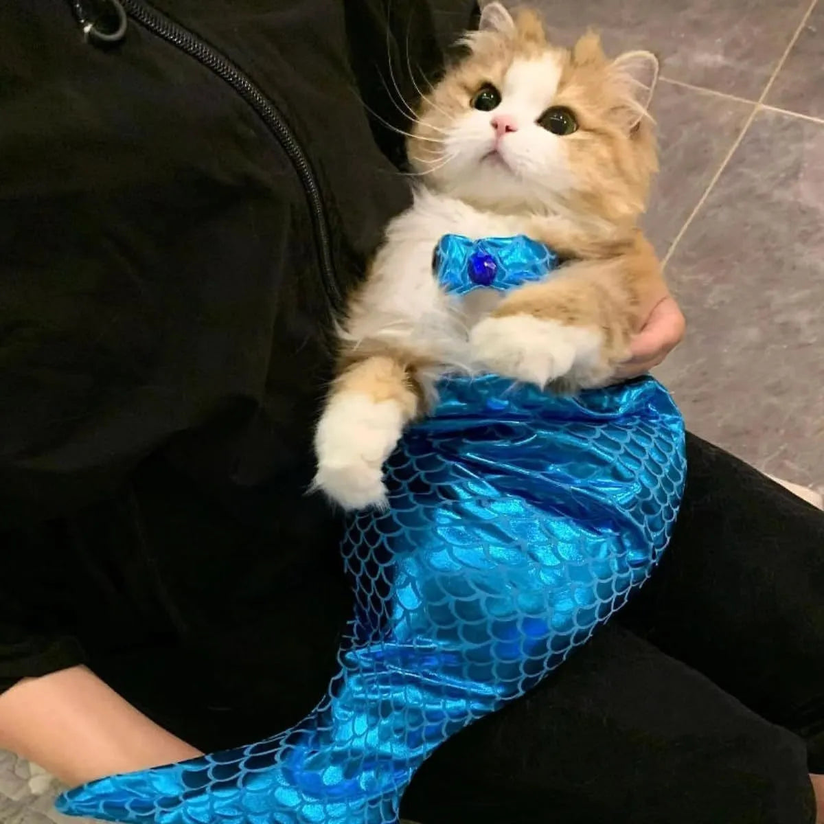 Blue pet mermaid costume with fish tail on a small cat, showing elastic chest strap and decorative bow.