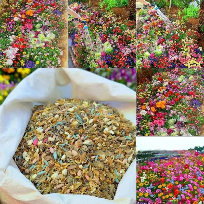 Packet of mixed wildflower seeds containing Purpleflower Holly Leaf, available in 1000, 5000, or 10000 seed counts.