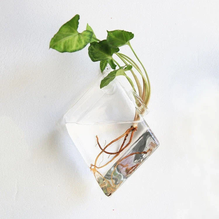 Wall-mounted glass flower vase and terrarium with various design options for customization and decoration