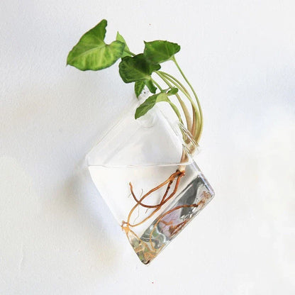 Wall-mounted glass flower vase and terrarium with various design options for customization and decoration