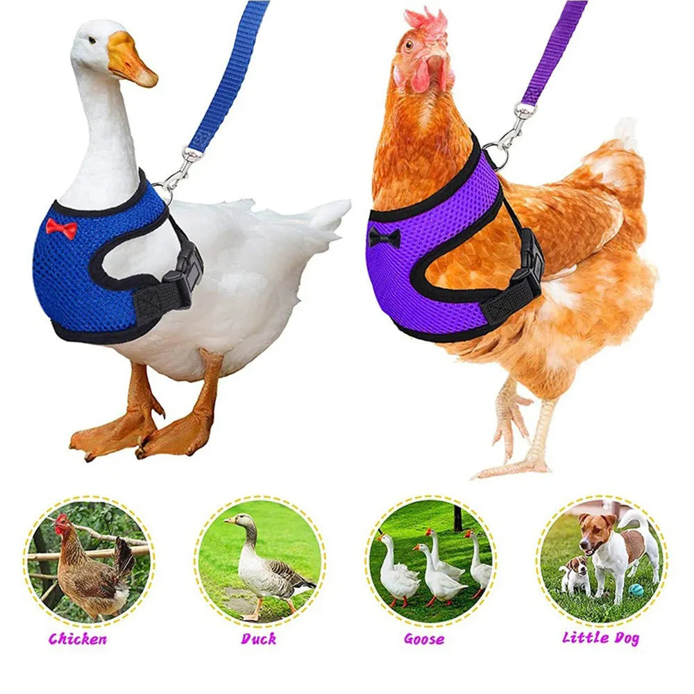 Poultry vest harness with matching collar and bow decoration for chickens and ducks
