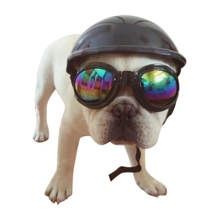 Plastic dog motorcycle cap helmet in Japanese style on a small dog