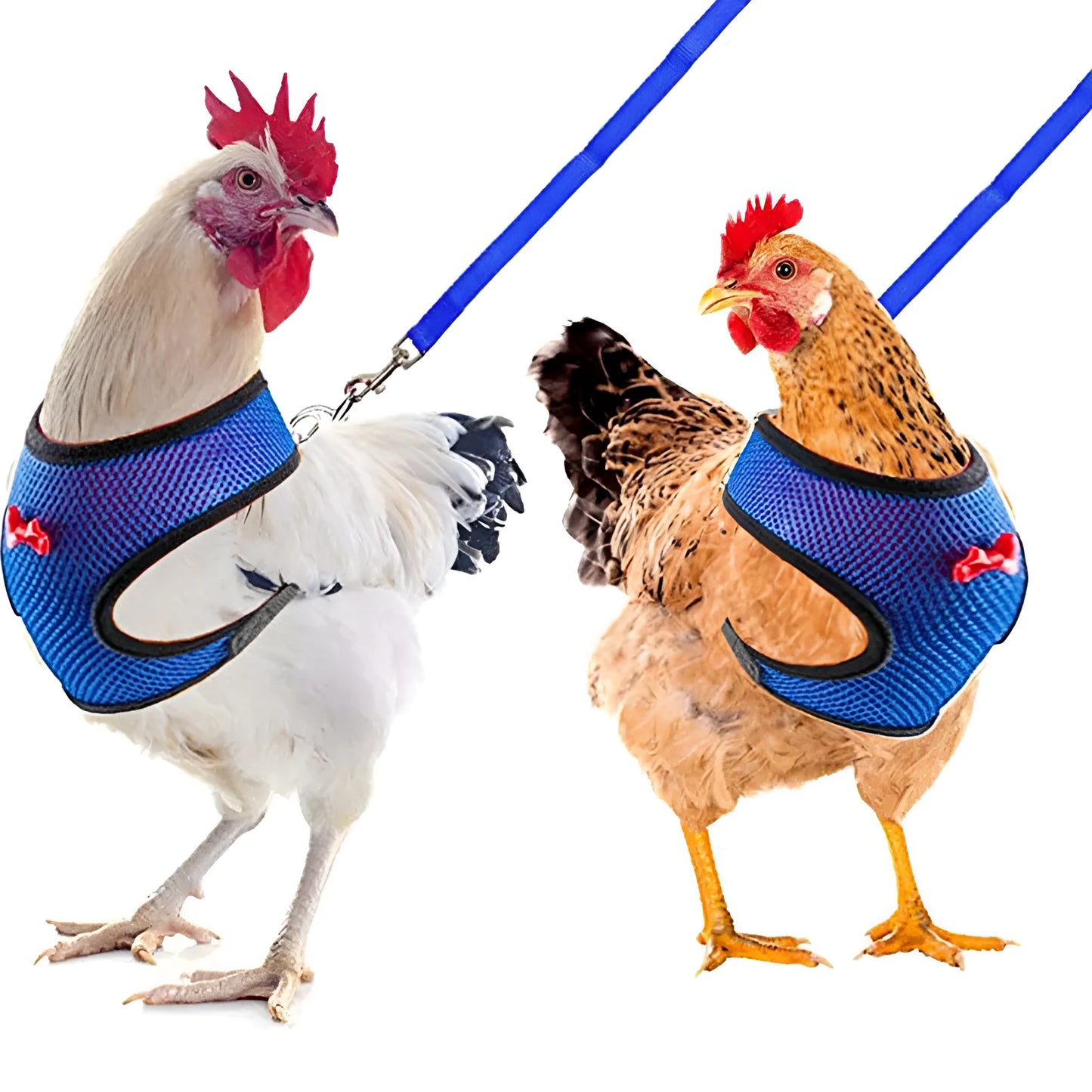 Poultry vest harness with matching collar and bow decoration for chickens and ducks