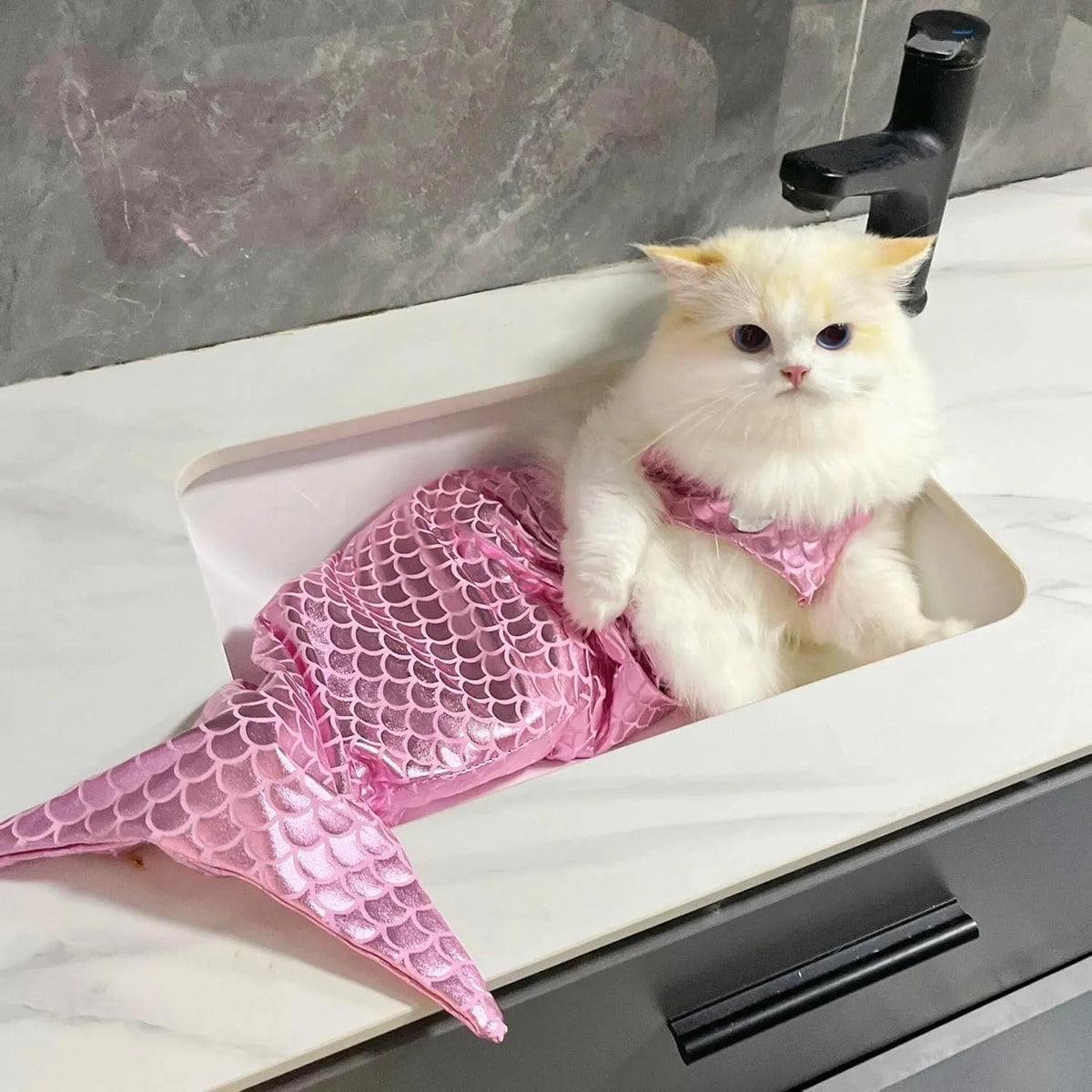 Blue pet mermaid costume with fish tail on a small cat, showing elastic chest strap and decorative bow.