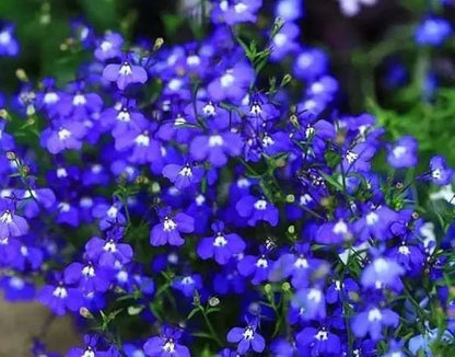 Packet of 500 thyme seeds for cooking and gardening with blue, purple and white variety options