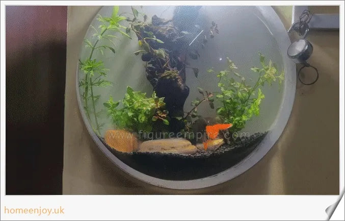 Elegant wall-mounted Betta fish aquarium made of transparent acrylic, showcasing aquatic pets in a stylish and space-saving display.