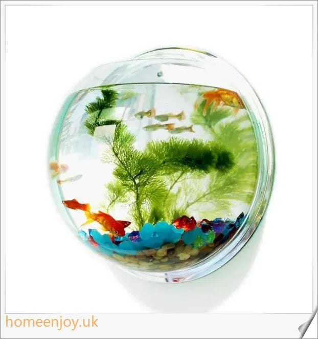 Elegant wall-mounted Betta fish aquarium made of transparent acrylic, showcasing aquatic pets in a stylish and space-saving display.