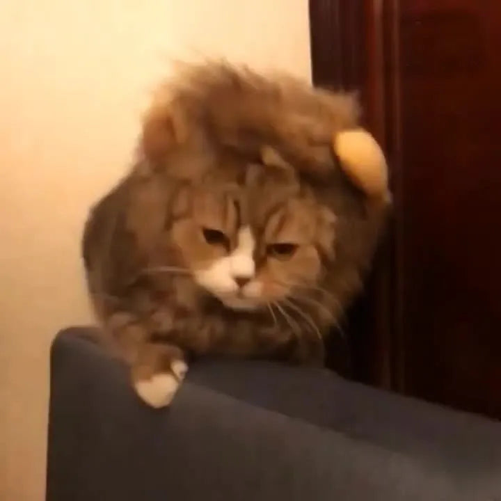 Black cat wearing lion headgear wig with adjustable elastic strap around head