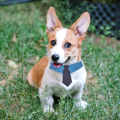 Adjustable denim pet collar with star pattern showing bow and tie styles for formal pet events