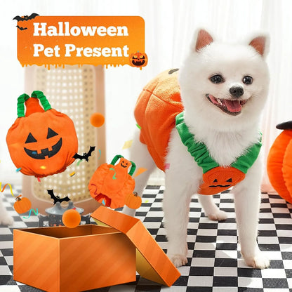 Orange plush pumpkin costume on small dog with pullover design and soft lining
