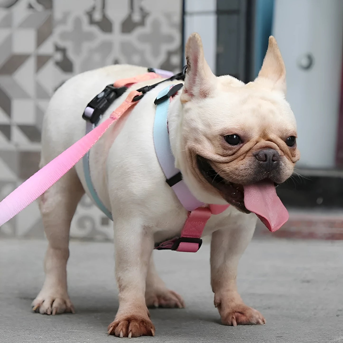 Gradient colour dog harness with chest and back straps in purple, blue, neon or green designs