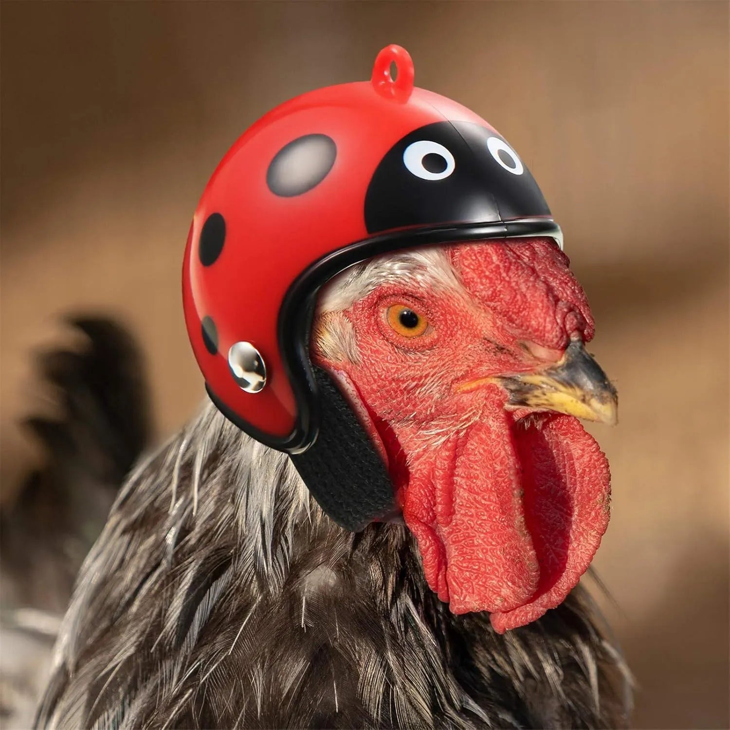 Small hard plastic helmet with elastic straps and sponge lining, designed for a chicken or bird to wear.